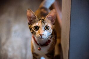 Что предлагает корм для кошек «Грандорф»?
