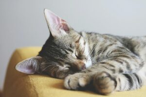 Где лучше хранить корм для кошек?