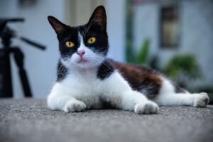 Можно ли кормить кошку куриной печенью?