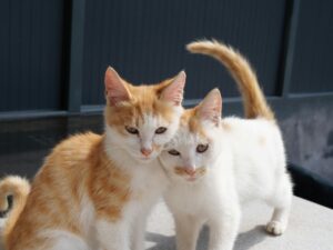 Можно ли кормить кошку молоком?