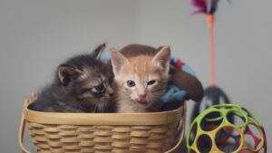 Почему котенок перестал есть корм?