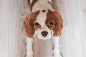 К чему может привести резкая смена корма?
