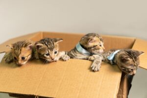 Что предлагает корм для кошек «Грандорф»?